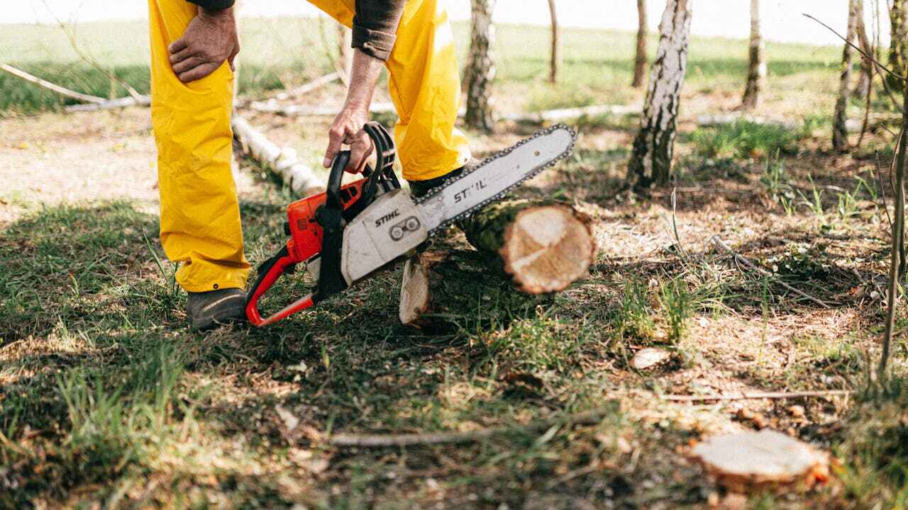 Best Affordable Tree Cutting  in USA